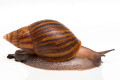 Achatina achatina achatina Ghana typ 2 F1, 12cm